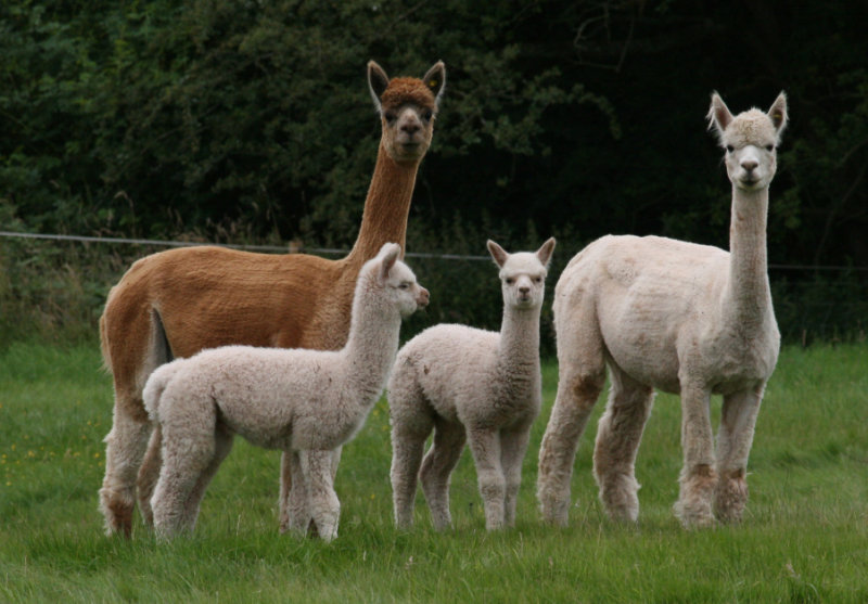 Alpaca welfare and husbandry