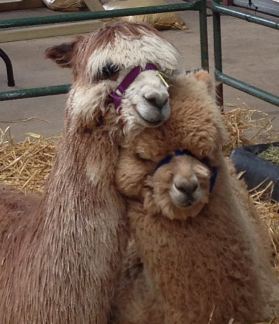 Suri and Huacaya fleece types