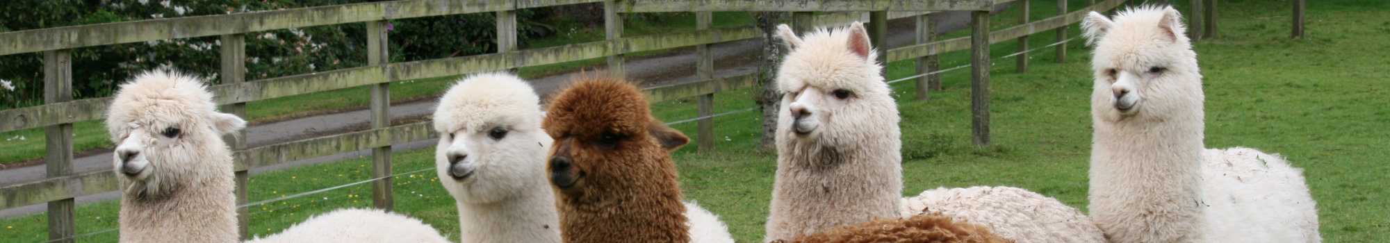 Alpaca Group