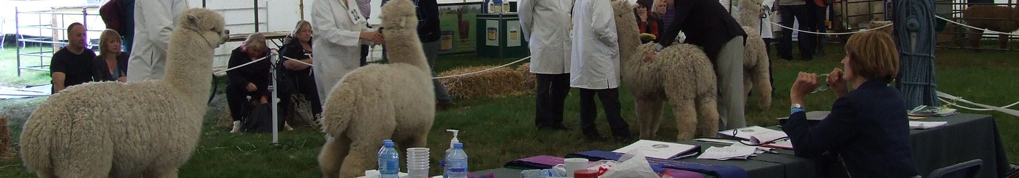 Alpaca shows and events